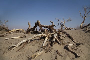 Dead tree's in the Death Valley Desert, California