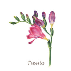 Botanical watercolor illustration of freesia on white background. Could be used web design, polygraphy or textile