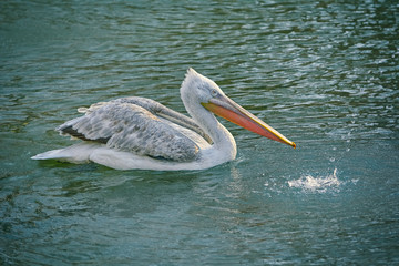 Grey Pelican on the Pond