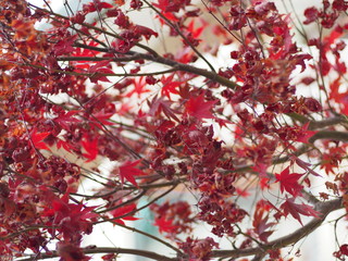 Close up of red maple's leaves
