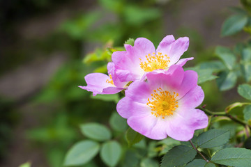 Flower of dog-rose closeup