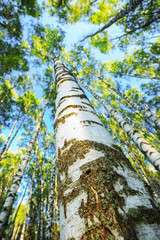 Fototapeta premium summer in sunny birch forest