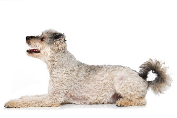 Pumi