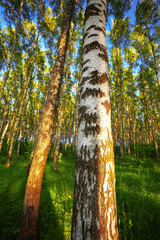 Fototapeta premium summer in sunny birch forest