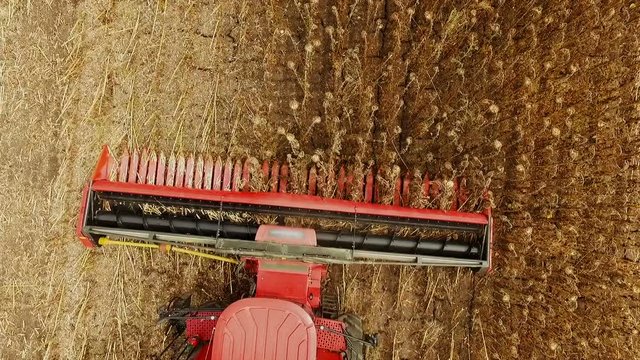 Combine working on a sunflower field .The harvesting of sunflower in the South of Russia. The use of modern methods of agriculture, plant protection and agricultural equipment for a good harvest.