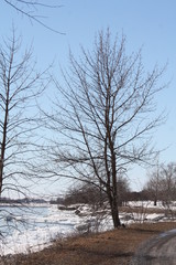 Tree along lake shore, bare of leaves during the winter season.

