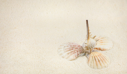 Fototapeta na wymiar Shells on sandy beach in nice formation