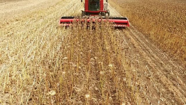 Combine working on a sunflower field .The harvesting of sunflower in the South of Russia. The use of modern methods of agriculture, plant protection and agricultural equipment for a good harvest.