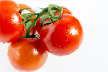 Tomatoes on the vine on white background