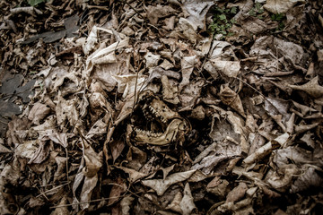 buried animal skull
