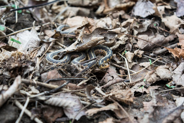 snake in the leaves