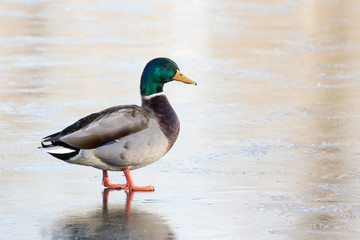 Mallard drake standing on frozen water
