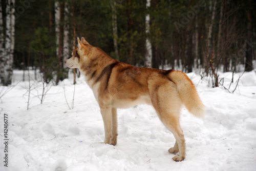 "Red haired husky in winter" Stock photo and royalty-free images on