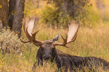 Bull Shiras Moose in Autumn