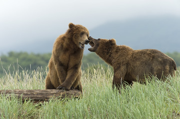 Brown bear boars sparring in Alaska