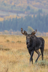 Bull Shiras Moose in Autumn