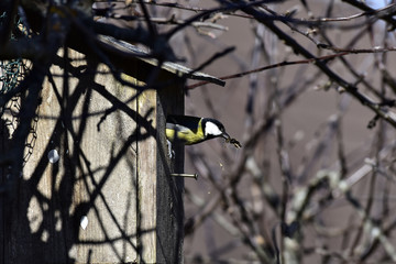 Spring cleaning of nestling