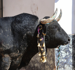toro