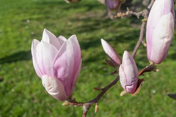 Papier Peint photo Magnolia magnolia en fleurs