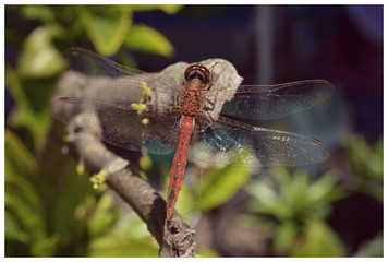 Dragonfly