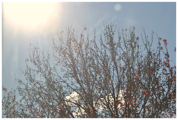Light ray