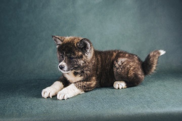 Japanese Akita Inu Dog portrait