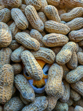 Somethings in my peanuts / A stuffed animal peaking through a pile of peanuts.