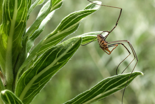 Daddy Long Legs / Daddy Long Legs crawling across some leafy plants .
