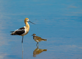 I'm telling you Joe the green flies taste better. / Two birds facing each other as if they are discussing something.