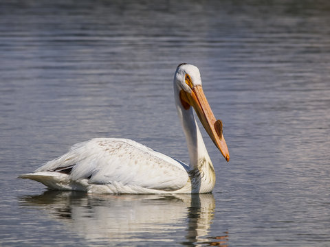 White Pelican in the Rocky Mountains / White Pelican in the Rocky Mountains on Seymour Reservoir.