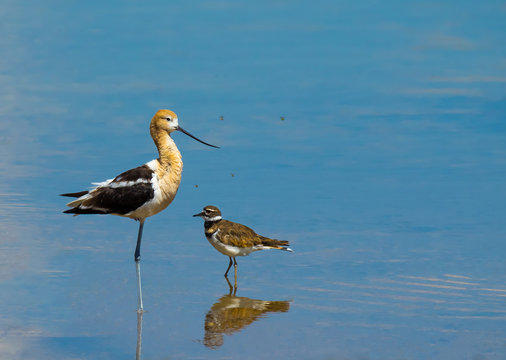 I'm telling you Joe the green flies taste better. / Two birds facing each other as if they are discussing something.