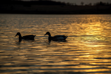 Silhouette of Duck Swimming in a Golden Pond