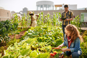 group of urban farmers harvesting vegetables from an organic rooftop community garden 