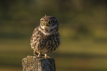Athene noctua