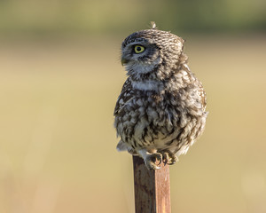 Athene noctua
