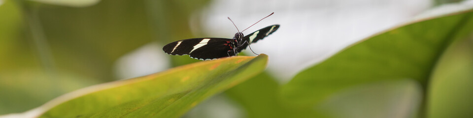 Exotischer Schmetterling, heliconius doris