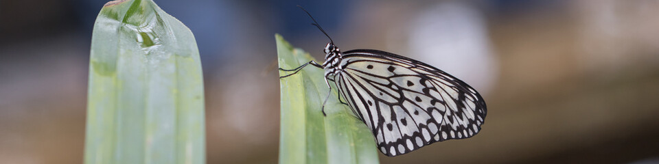 Fototapeta na wymiar Exotischer Schmetterling, idea leuconoe