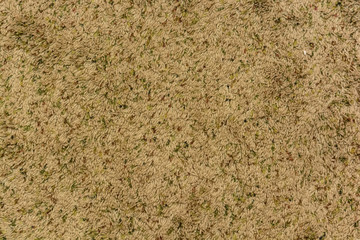 Domestic carpet texture