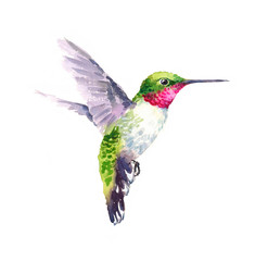 Watercolor Bird Hummingbird Flying Hand Drawn Summer Garden Illustration isolated on white background - 142410955