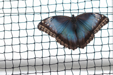 Exotischer Schmetterling, morpho peleides