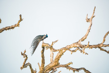 Peacock or Pavo cristatus sits on tree