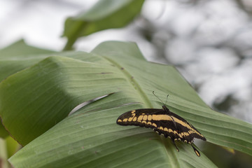 Exotischer Schmetterling, papilio thoa