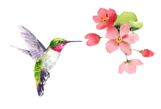 Watercolor Bird Hummingbird Flying Around the Cherry Blossoms Flowers Hand Drawn Summer Garden Illustration isolated on white background
