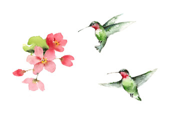 Watercolor Birds Hummingbirds Flying Around the Cherry Blossoms Flowers Hand Drawn Summer Garden Illustration isolated on white background
