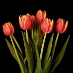 tulipes