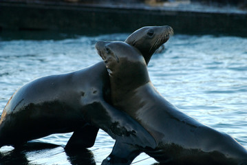 Obraz premium sea lions, marine mammals, sea lion