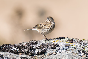 Meadow pipit (Anthus pratensis) on rock head on. Small brown songbird in the family Motacillidae, perched on rock in Dartmoor Narional Park, Devon, UK