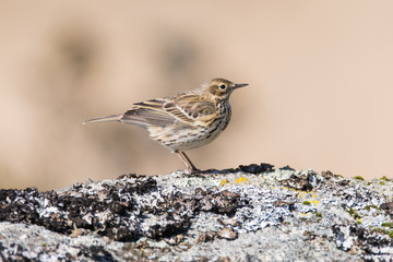 Meadow pipit (Anthus pratensis) on rock, profile. Small brown songbird in the family Motacillidae, perched on rock in Dartmoor Narional Park, Devon, UK