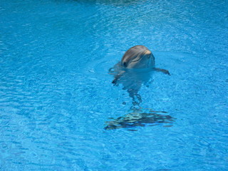 Dolphin Standing up