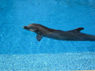 Beautiful Dolphin